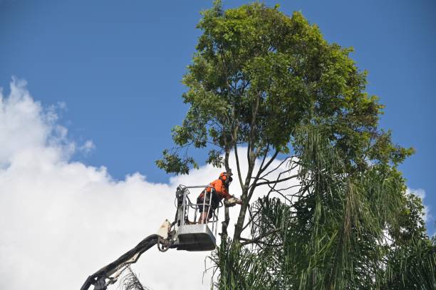 Princes Lakes, IN Tree Care Company